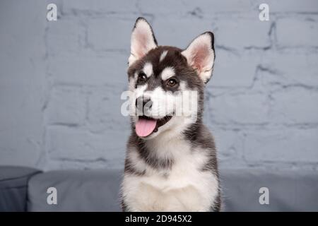 Ritratto di giovane bel simpatico cane di Husky siberiano gode sul divano tessile grigio a casa. Faccia sorridente del cane allevato puro domestico con le orecchie appuntite Foto Stock