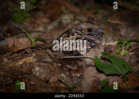 Pauraque - Nyctidromus albicollis chiamato anche pauraque comune nella notte, specie di nightjar, uno dei due uccelli nel genere Nyctidromus, razze nel Foto Stock