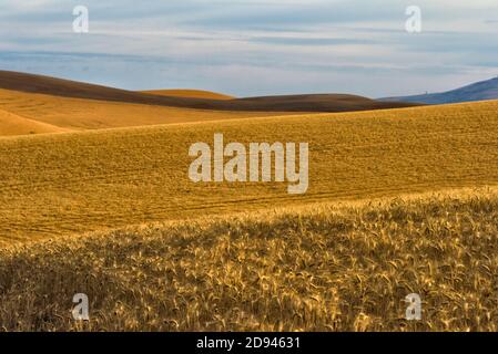 Paesaggio di campo di grano ondulato all'alba, Palouse, Washington state, Stati Uniti Foto Stock