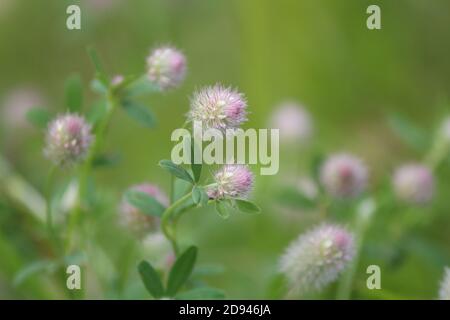 Trifolium arvense o Trefoil del piede di Lepre o trifoglio del coniglio o trifoglio del piede di coniglio o trifoglio del piede di lepre cloveк. Delicati fiori rosa di trefoil di Haresfoot Foto Stock