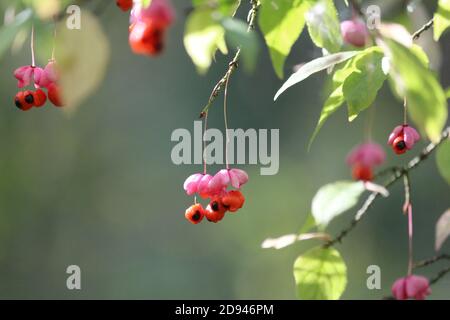 Euonymus verrucosus o Warty-spindle. Bacche selvatiche velenose rosa arancio mature su un ramo verde leggermente giallastro in primo piano nella foresta. Foto Stock