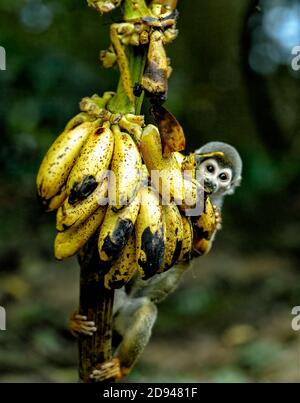 Scoiattolo scimmia mangiare da un mazzo di banane nel Riserva Explornapo nella foresta pluviale amazzonica Foto Stock
