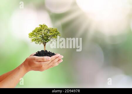 Le mani di persone che tengono alberi che crescono sul terreno, compresi sfondi verdi, idee di piantagione di alberi e Giornata della Terra. Foto Stock