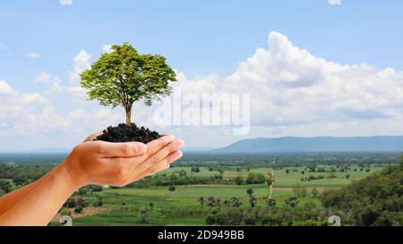 Gli alberi sono piantati a terra in mani umane con sfondi verdi naturali, il concetto di crescita delle piante e la protezione ambientale. Foto Stock