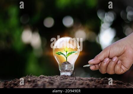 L'albero cresce nella lampadina in cima al mucchio di monete, tra cui la mano che tiene la moneta, risparmio energetico e idee di risparmio di denaro. Foto Stock