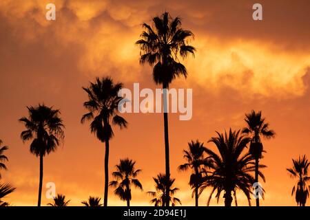 Silhouette di un gruppo di palme contro uno spettacolare tramonto a fiery, California meridionale Foto Stock