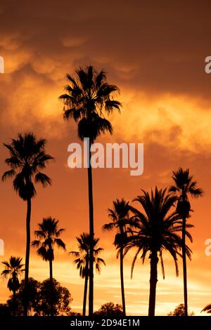 Silhouette di un gruppo di palme contro uno spettacolare tramonto a fiery, California meridionale Foto Stock