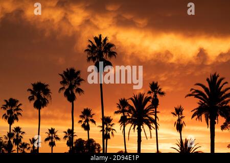 Silhouette di un gruppo di palme contro uno spettacolare tramonto a fiery, California meridionale Foto Stock