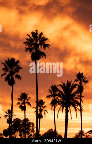 Silhouette di un gruppo di palme contro uno spettacolare tramonto a fiery, California meridionale Foto Stock