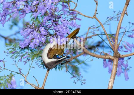 Blue Faced Honeyater, Entomyzon cyanotis, in jacaranda albero, Coffs Harbour, NSW, Australia Foto Stock