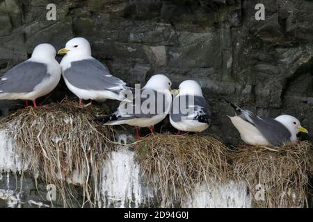Paia di kittiwakes a zampe rosse (Rissa brevirostris) al nido, Isole Comandanti, al largo di Kamchatka, Russia orientale 30 maggio 2012 Foto Stock