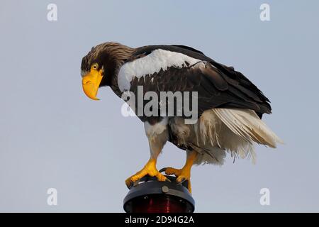 Steller's Sea Eagle (Haliaetus pelagicus), arroccato sulla luce di navigazione della nave, Mare di Okhotsk, Russia orientale 1 giugno 2012 Foto Stock