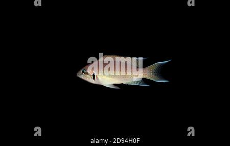 Brichardi Cichlid, Albino African Princess Fish - (Neolamprologueus bichardi) Foto Stock