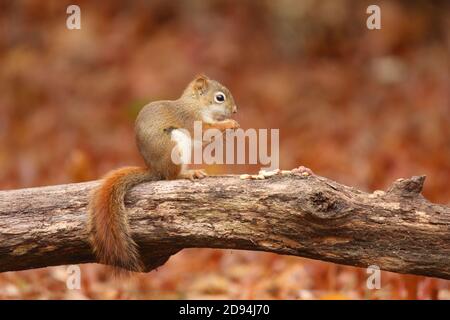 American Red Squirrel in caduta seduta su un ramo di mangiare dadi Foto Stock