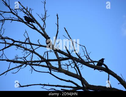 Omicidio di corvi appesi in un albero Foto Stock