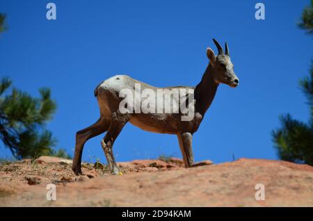 Capra selvaggia su una scogliera in Zion, Utah, Stati Uniti Foto Stock