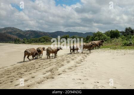 Gregge di bufali lentamente tornare alla pressione di stallo dopo aver trascorso una giornata sulla spiaggia di Selong Balenak Foto Stock