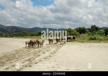 Gregge di bufali lentamente tornare alla pressione di stallo dopo aver trascorso una giornata sulla spiaggia di Selong Balenak Foto Stock