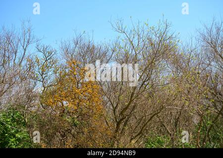 Alberi in primavera, nella riserva ecologica Costanera sur, a Buenos Aires, Argentina. Foglie lussureggianti e bellissimi fiori gialli nascono. Concetti di l Foto Stock