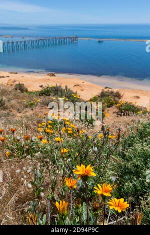 Fiori gialli sulla spiande con il molo di porto noarlunga Sfocato sullo sfondo in Australia del Sud il 2 novembre 2020 Foto Stock