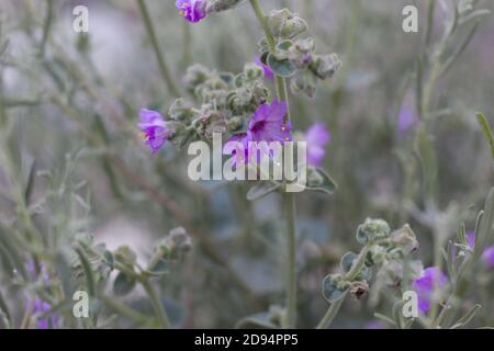 Infiorescenze in acumella viola, Wishbone Bush, Mirabilis laevis, Nyctaginaceae, perenne indigena, Monti San Bernardino, catene trasversali, Estate. Foto Stock