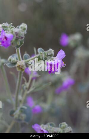 Infiorescenze in acumella viola, Wishbone Bush, Mirabilis laevis, Nyctaginaceae, perenne indigena, Monti San Bernardino, catene trasversali, Estate. Foto Stock