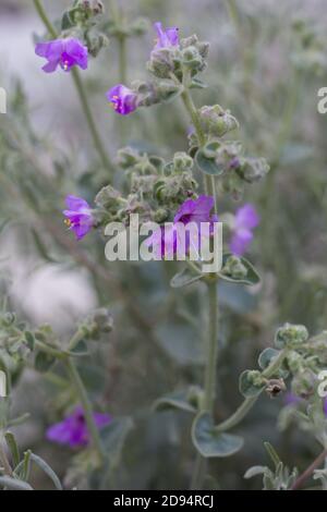 Infiorescenze in acumella viola, Wishbone Bush, Mirabilis laevis, Nyctaginaceae, perenne indigena, Monti San Bernardino, catene trasversali, Estate. Foto Stock