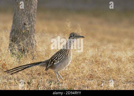 Greater Roadrunner (Geococcyx californianus) in erba secca Foto Stock