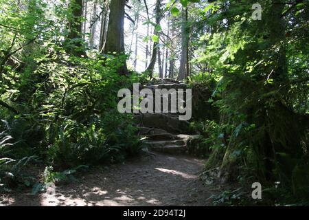 Un sentiero nel bosco che mostra scale di pietra naturale ricoperte di radici di alberi. Il sentiero è delimitato da alberi sia giovani che vecchi ed è sotto l'ombra Foto Stock