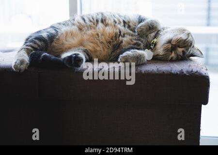 gatto cercando dormire nella casa Lazy gatto rilassante Foto Stock