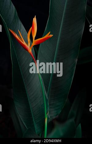 fiore esotico su sfondo verde scuro tropicale fogliame natura. Foto Stock