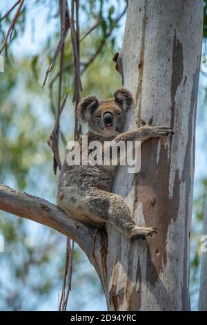 Koala Phascolarctos cinereus Lamington National Park, Queensland, Australia 13 novembre 2019 Adulto Phascolarctidae Foto Stock