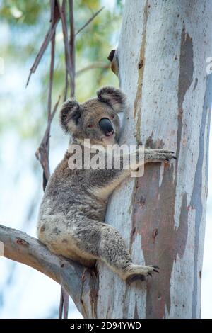 Koala Phascolarctos cinereus Lamington National Park, Queensland, Australia 13 novembre 2019 Adulto Phascolarctidae Foto Stock