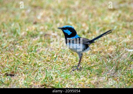 Superbo Fairywren Malurus cyaneus Rainforest Retreat di Oreilly, Queensland, Australia 13 novembre 2019 Adulto maschio in allevamento piumaggio M Foto Stock