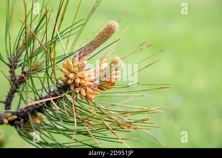 Giovani coni di pino che crescono sulla montagna Ozren, Sokobanja, Serbia. Foto Stock