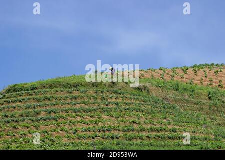 L'agricoltore sta facendo giardinaggio sulla collina contro il cielo limpido sfondo. Un orto sulle pendici del Monte Sumbing, Indonesia Foto Stock