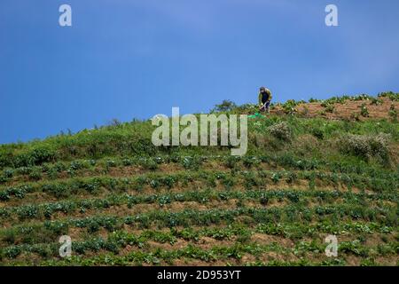 L'agricoltore sta facendo giardinaggio sulla collina contro il cielo limpido sfondo. Un orto sulle pendici del Monte Sumbing, Indonesia Foto Stock