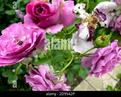 Rose rosa appassite in un giardino verde sbiadito sfondo in autunno con ladybug sui petali Foto Stock