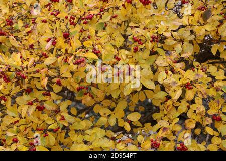 Cespuglio di spina di cockspur a foglie larghe in autunno Foto Stock