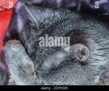 Bel gatto grigio addormentato gli coprì il naso con la zampa Foto Stock