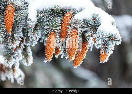 Rami di abete verde con coni marroni sotto lo strato spesso di neve Foto Stock