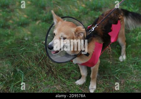 Cani vestiti in un collare conico e coperta post-operatoria, contro Foto Stock