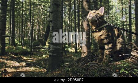 Un gatto in un parco della città. Il Bengala wildcat a piedi sulla foresta nel collare. Asian Jungle Cat o palude o Reed. Addomesticazione leopard cat. Foto Stock