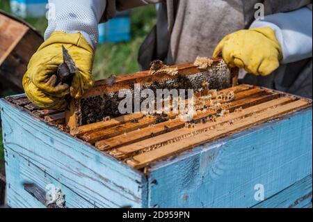 Apicoltori mettendo i vassoi a nido d'ape con le api di nuovo nell'alveare, apicoltori che si preparano a raccogliere il miele ad apiary. Foto Stock