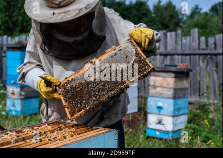 Padrone di ape su apiary. L'uomo in cappello protettivo lavora con l'alveare. Apicoltore che esamina le api su una fattoria di api su sfondo verde natura. Foto Stock