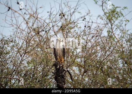 Laggar o falco pugger o Falco giocoliere ritratto al tal chhapar blackbuck santuario churu rajasthan india Foto Stock