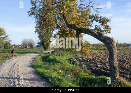 olmo albero lungo una strada sterrata nella campagna vicino Anghiari in una giornata di sole autunnale Foto Stock