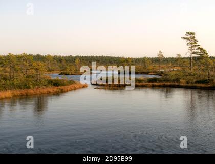 Paesaggio boschiva, vegetazione boschiva dipinta in autunno, piccoli laghi boschive, isole cresciute con piccoli pini boschive, erba, muschio coprire il terreno, Kodaja boss, la Foto Stock