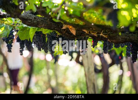 Grappoli di uve Tinta Negra Mole su pergola in Estreito de Camara de Lobos su Madeira. Portogallo Foto Stock