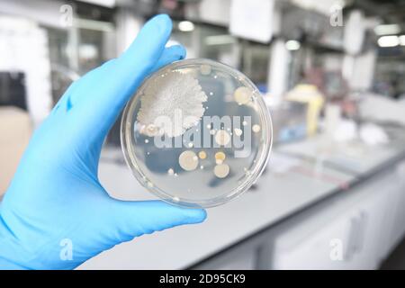Mani dello scienziato che tengono una piastra di Petri con colonie batteriche. Concetto di lavoro di routine in laboratorio. Foto Stock